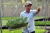 Ươm giống vườn rau công nghệ cao, lão nông thu tiền tỷ Ươm giống vườn rau công nghệ cao, lão nông thu tiền tỷ