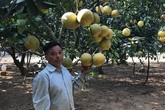 Lão nông phát tài với vườn bưởi Diễn 40.000 quả Lão nông phát tài với vườn bưởi Diễn 40.000 quả