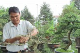 Bỏ nghề giáo viên về trồng cây cảnh, kiếm 200 triệu đồng/năm Bỏ nghề giáo viên về trồng cây cảnh, kiếm 200 triệu đồng/năm