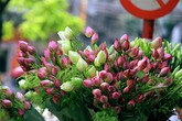 Mách chị em mẹo chọn hoa sen cực chuẩn, đừng để "mua nhầm quỳ mà bị hét giá sen" Mách chị em mẹo chọn hoa sen cực chuẩn, đừng để "mua nhầm quỳ mà bị hét giá sen"