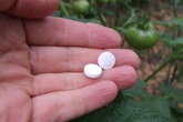 Bạn sẽ vô cùng bất ngờ khi biết rằng, thuốc Aspirin có thể là “thần dược” giúp khu vườn xanh tốt Bạn sẽ vô cùng bất ngờ khi biết rằng, thuốc Aspirin có thể là “thần dược” giúp khu vườn xanh tốt