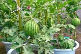 Mách chị em cách trồng dưa hấu trong chậu cực đơn giản, cho quả vừa to vừa ngọt Mách chị em cách trồng dưa hấu trong chậu cực đơn giản, cho quả vừa to vừa ngọt