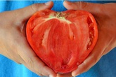 Trồng cà chua hình trái tim để... tình yêu thăng hoa Trồng cà chua hình trái tim để... tình yêu thăng hoa