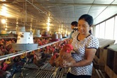 Ngày 20/10, gặp 3 nữ nông dân siêu giàu cho con du học Úc từ lợn gà Ngày 20/10, gặp 3 nữ nông dân siêu giàu cho con du học Úc từ lợn gà