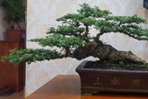 Cây cảnh có bộ rễ 'quái vật': Trông như củi khô hét giá trăm triệu Cây cảnh có bộ rễ 'quái vật': Trông như củi khô hét giá trăm triệu