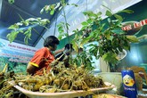 Tìm giải pháp phát triển toàn diện sâm Ngọc Linh thành sản phẩm quốc gia Tìm giải pháp phát triển toàn diện sâm Ngọc Linh thành sản phẩm quốc gia