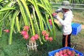 Trang trại thanh long sạch xuất đi châu Âu Trang trại thanh long sạch xuất đi châu Âu