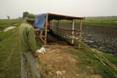 Hải Dương: Hé lộ nguyên nhân vụ hàng chục con trâu bị cắt gân chân Hải Dương: Hé lộ nguyên nhân vụ hàng chục con trâu bị cắt gân chân