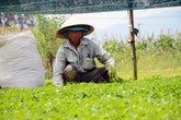 Chê cười lão nông 'điên trồng rau dại', cuối cùng cả làng ngả mũ trước thu nhập tiề tỷ của ông Chê cười lão nông 'điên trồng rau dại', cuối cùng cả làng ngả mũ trước thu nhập tiề tỷ của ông