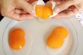 Trứng gà 2 lòng đỏ có nhiều chất hơn 1 lòng đỏ? Trứng gà 2 lòng đỏ có nhiều chất hơn 1 lòng đỏ?