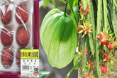 Những loại rau, quả tầm thường ở Việt Nam xuất sang Nhật lại đắt đỏ đến khó tin Những loại rau, quả tầm thường ở Việt Nam xuất sang Nhật lại đắt đỏ đến khó tin