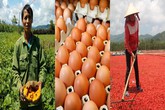 Lợn chưa "giải cứu" xong lại đến lượt ớt, bí ngô, trứng gà chờ "giải cứu" Lợn chưa "giải cứu" xong lại đến lượt ớt, bí ngô, trứng gà chờ "giải cứu"
