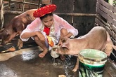 Thúy Diễm phải tắm heo, làm vợ hậu đậu của Ngọc Thuận trong phim Thúy Diễm phải tắm heo, làm vợ hậu đậu của Ngọc Thuận trong phim