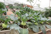 Khoai tây, bắp cải dày đặc trên mái nhà: Khu vườn hiếm có ở Hà Nội Khoai tây, bắp cải dày đặc trên mái nhà: Khu vườn hiếm có ở Hà Nội