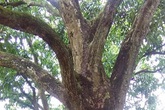 Hai cây xoài trăm tuổi cho thu nhập 100 triệu đồng/năm Hai cây xoài trăm tuổi cho thu nhập 100 triệu đồng/năm