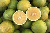 Cam xoàn, cam mật có được trồng ở Việt Nam không và cách phân biệt hai loại cam này Cam xoàn, cam mật có được trồng ở Việt Nam không và cách phân biệt hai loại cam này