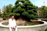 Bộ 3 cây cảnh 'già nua' giá 50 tỷ của lão nghệ nhân Bộ 3 cây cảnh 'già nua' giá 50 tỷ của lão nghệ nhân