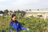 Thu 300 triệu/năm nhờ trồng đinh lăng Thu 300 triệu/năm nhờ trồng đinh lăng