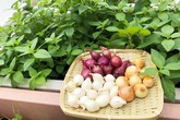 Nàng dâu Việt tại Đài Loan trồng đủ loại rau trên mảnh vườn nhiều sỏi, đá Nàng dâu Việt tại Đài Loan trồng đủ loại rau trên mảnh vườn nhiều sỏi, đá