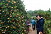 Trời rét dưới 10 độ C, nhiều người vẫn kéo nhau đi chọn quất cảnh Trời rét dưới 10 độ C, nhiều người vẫn kéo nhau đi chọn quất cảnh