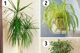 Loại cây cảnh tốt nhất cho nhà tắm, phòng ngủ, bếp nhà bạn Loại cây cảnh tốt nhất cho nhà tắm, phòng ngủ, bếp nhà bạn