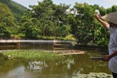 Cụ ông U80 trồng cây, nuôi cá thảnh thơi, vừa chơi vừa có tiền Cụ ông U80 trồng cây, nuôi cá thảnh thơi, vừa chơi vừa có tiền