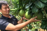 Xây nhà lầu sắm xe hơi nhờ vườn bưởi da xanh 300 gốc Xây nhà lầu sắm xe hơi nhờ vườn bưởi da xanh 300 gốc