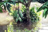 Nhiều đê bao ở miền Tây bị vỡ trong đợt triều cường cao nhất 40 năm Nhiều đê bao ở miền Tây bị vỡ trong đợt triều cường cao nhất 40 năm