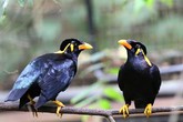 Thâm cung bí sử (157 - 2): Tình yêu của sáo Thâm cung bí sử (157 - 2): Tình yêu của sáo