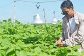 Bắt tía tô "trẻ mãi không già", 1 ngày hái 1 tấn lá bán cho Hàn Quốc Bắt tía tô "trẻ mãi không già", 1 ngày hái 1 tấn lá bán cho Hàn Quốc