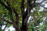 Nghe người dân đình Quán Giá kể chuyện đuổi “sưa tặc” suốt 11 năm qua Nghe người dân đình Quán Giá kể chuyện đuổi “sưa tặc” suốt 11 năm qua