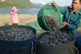 Kiếm bộn tiền từ nghề cá khô sông Đà Kiếm bộn tiền từ nghề cá khô sông Đà