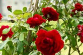 Vườn hoa hồng sực nức mùi thơm của ca sĩ Mỹ Lệ Vườn hoa hồng sực nức mùi thơm của ca sĩ Mỹ Lệ