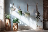 5 sai lầm cần tránh khi trồng cây trong nhà để không ảnh hưởng đến sức khỏe 5 sai lầm cần tránh khi trồng cây trong nhà để không ảnh hưởng đến sức khỏe