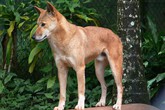 Thâm cung bí sử (158 - 4): Thú cưng thành thú hoang Thâm cung bí sử (158 - 4): Thú cưng thành thú hoang