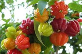 Không chỉ có vườn hoa hồng, Mỹ Lệ còn trồng rất nhiều hoa quả lạ trong khu vườn xanh mát Không chỉ có vườn hoa hồng, Mỹ Lệ còn trồng rất nhiều hoa quả lạ trong khu vườn xanh mát