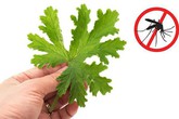 Biết những mẹo đuổi muỗi cực hay này, bạn khỏi lo mắc sốt xuất huyết Biết những mẹo đuổi muỗi cực hay này, bạn khỏi lo mắc sốt xuất huyết