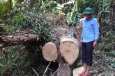 Huyện Lang Chánh, Thanh Hóa: Kiểm lâm ở đâu khi lâm tặc hoành hành? Huyện Lang Chánh, Thanh Hóa: Kiểm lâm ở đâu khi lâm tặc hoành hành?