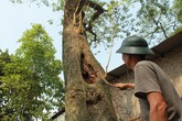Diễn biến mới vụ người dân xin bán đấu giá “cụ sưa” trăm tỷ Diễn biến mới vụ người dân xin bán đấu giá “cụ sưa” trăm tỷ