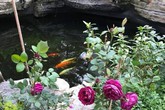 “Học hỏi” Trấn Thành khoe mèo cưng, vợ đại gia kim cương vô tình làm lộ “bí mật” tư gia “Học hỏi” Trấn Thành khoe mèo cưng, vợ đại gia kim cương vô tình làm lộ “bí mật” tư gia