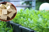 Mẹ Hà Nội tiết lộ “thần công” chăm cây lớn nhanh như thổi nhờ 1 thanh đậu phụ Mẹ Hà Nội tiết lộ “thần công” chăm cây lớn nhanh như thổi nhờ 1 thanh đậu phụ