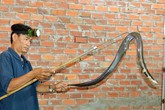 Rùng rợn trang trại rắn hổ mang 1.000 con của anh nông dân Cà Mau Rùng rợn trang trại rắn hổ mang 1.000 con của anh nông dân Cà Mau