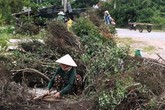 Cây dại làm củi bỗng được săn lùng, đào cả gốc bán sang Trung Quốc Cây dại làm củi bỗng được săn lùng, đào cả gốc bán sang Trung Quốc