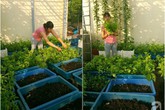 Mẹ đảm ở Hưng Yên biến sân thượng 40m² thành khu vườn xanh ngát, thu hoạch đến hàng chục cân rau củ sạch Mẹ đảm ở Hưng Yên biến sân thượng 40m² thành khu vườn xanh ngát, thu hoạch đến hàng chục cân rau củ sạch