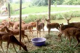 Nuôi động vật hoang dã: Người "hái" ra tiền, kẻ nợ đầm đìa Nuôi động vật hoang dã: Người "hái" ra tiền, kẻ nợ đầm đìa
