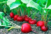 4 loại rau củ trồng tốt nhất khi mát trời và cách nuôi lớn chúng siêu hiệu quả 4 loại rau củ trồng tốt nhất khi mát trời và cách nuôi lớn chúng siêu hiệu quả