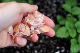 Vô tình đánh rơi thứ này cả vườn rau “chờ chết” bỗng tốt um, nở rộ, tiệt sâu bệnh Vô tình đánh rơi thứ này cả vườn rau “chờ chết” bỗng tốt um, nở rộ, tiệt sâu bệnh