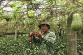 Cử nhân sư phạm thất nghiệp, bực quá về núi làm giàu nhờ su su Cử nhân sư phạm thất nghiệp, bực quá về núi làm giàu nhờ su su