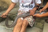 Bắt con rắn hổ mang dài 2 mét, lái buôn chốt ngay tiền triệu Bắt con rắn hổ mang dài 2 mét, lái buôn chốt ngay tiền triệu