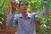 Chanh leo lên đồi, thu nhập tăng theo Chanh leo lên đồi, thu nhập tăng theo